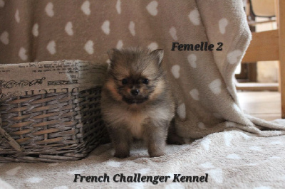 CHIOT 4