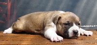 CHIOT