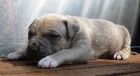 CHIOT
