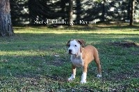 Femelle 1