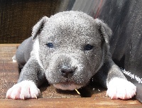 CHIOT