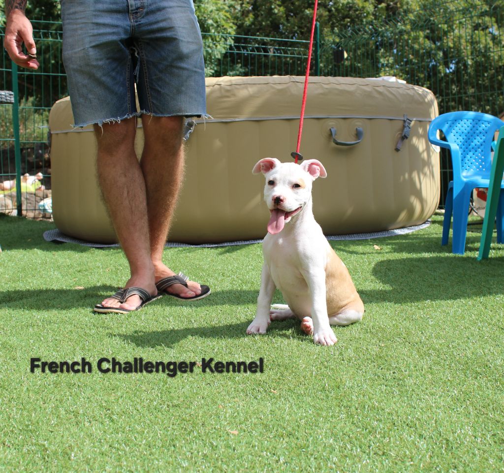 French Challenger - Chiots disponibles - American Staffordshire Terrier