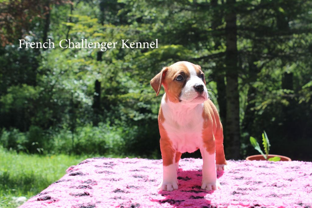 French Challenger - American Staffordshire Terrier - Portée née le 24/04/2018