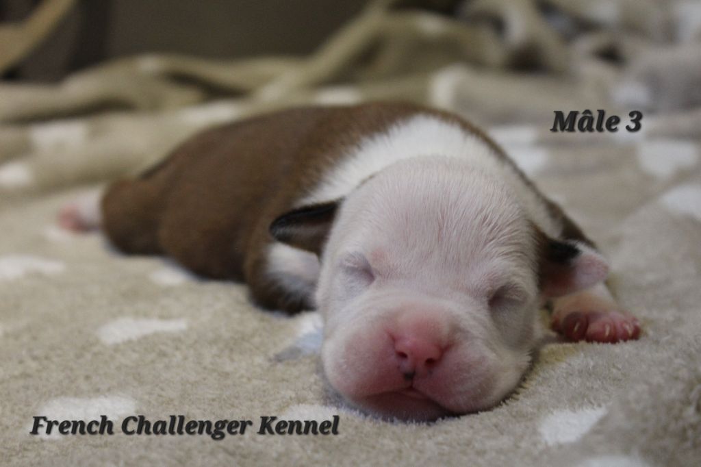 French Challenger - Chiots disponibles - American Staffordshire Terrier