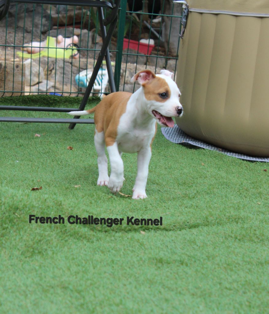 French Challenger - Chiots disponibles - American Staffordshire Terrier