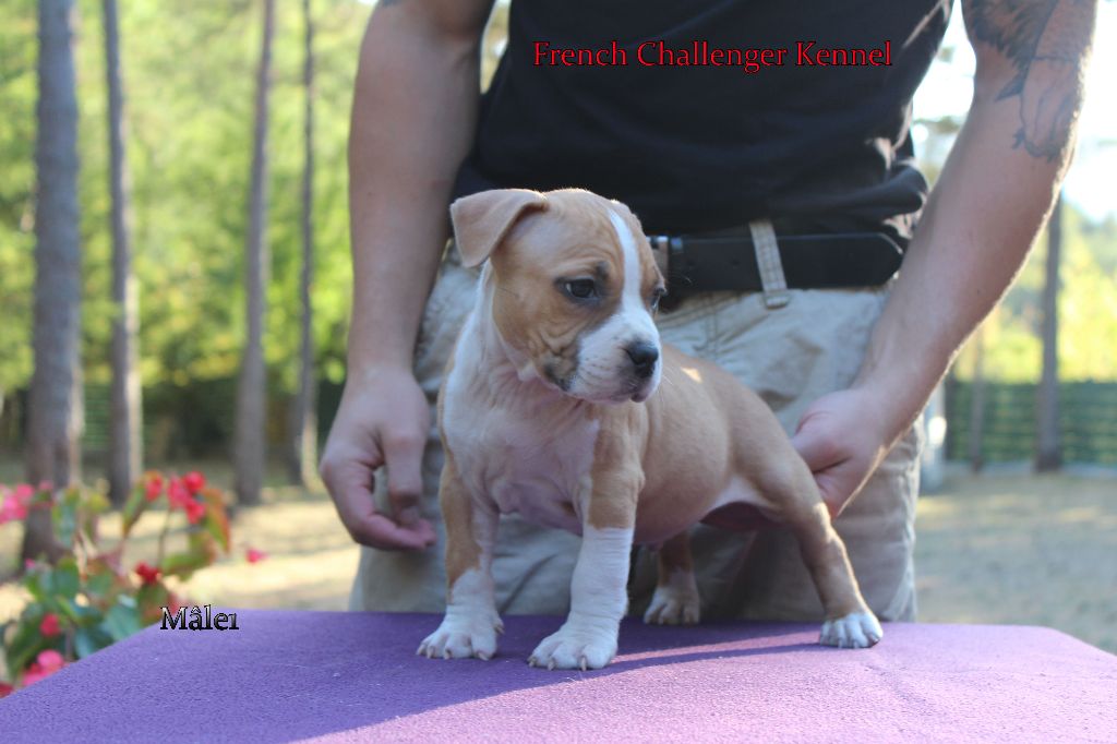 French Challenger - American Staffordshire Terrier - Portée née le 07/07/2017