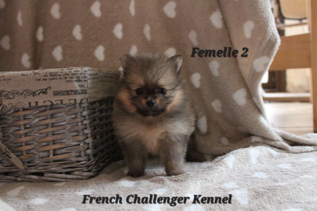 French Challenger - Chiots disponibles - Spitz allemand