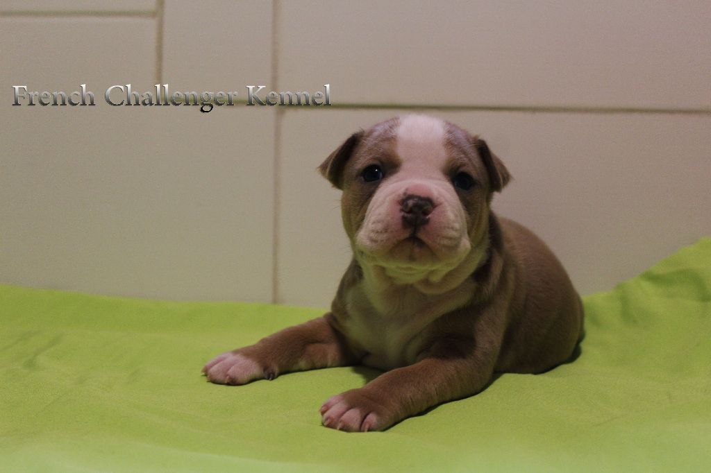 French Challenger - American Staffordshire Terrier - Portée née le 22/03/2018