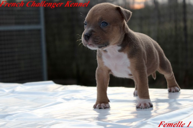 French Challenger - American Staffordshire Terrier - Portée née le 19/06/2015
