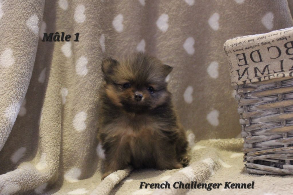 French Challenger - Chiots disponibles - Spitz allemand