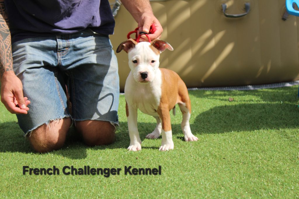 French Challenger - Chiots disponibles - American Staffordshire Terrier