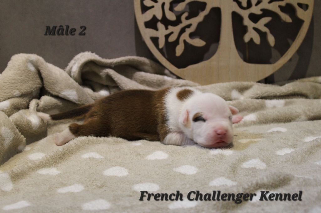 French Challenger - Chiots disponibles - American Staffordshire Terrier
